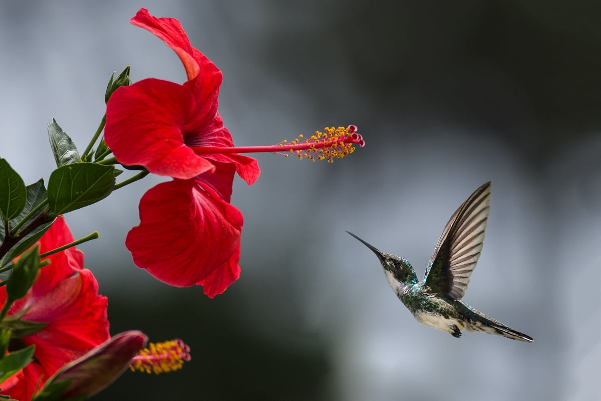 Ptaszek zbliżający się do kwiatka