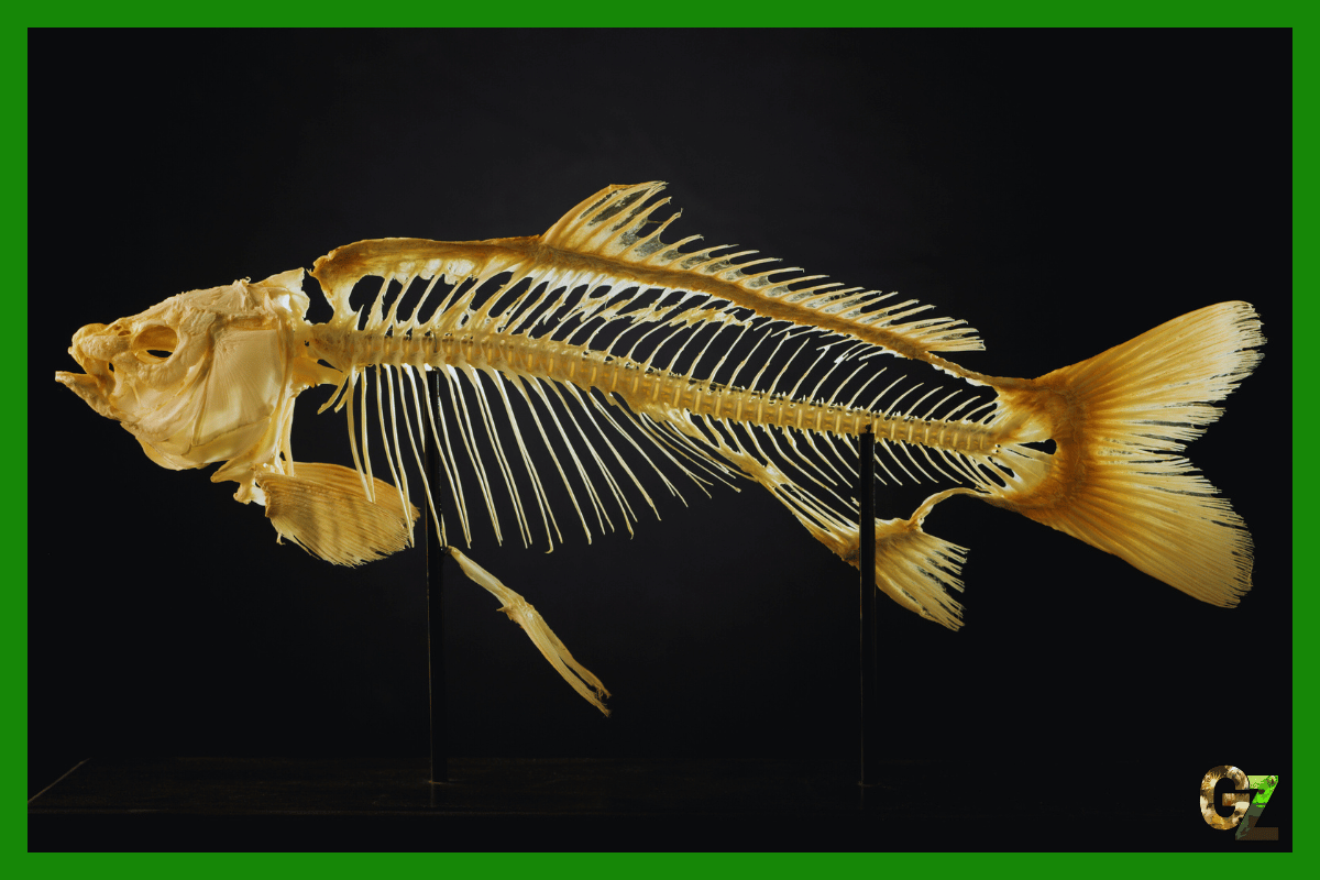 Budowa ryb, szkielet ryby na czarnym tle