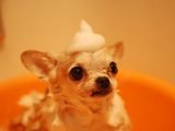 Kąpiel psa
