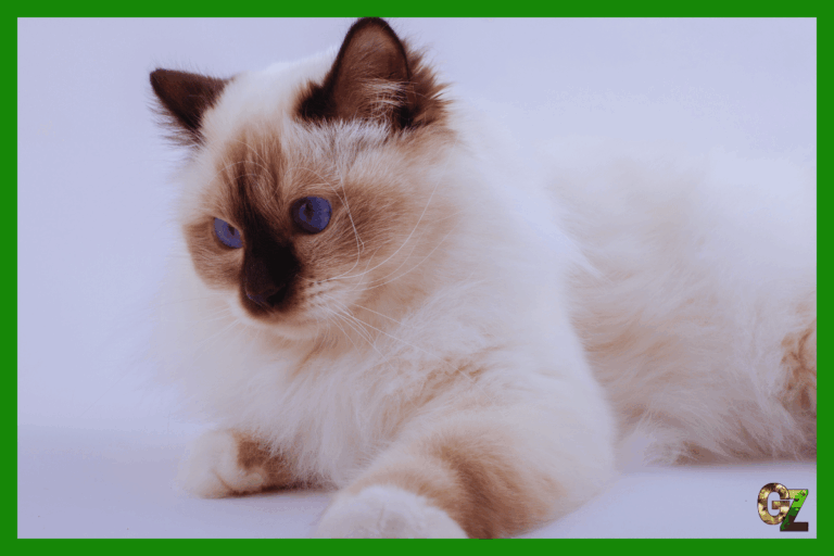 Kot birmański, biały kot na białym tle