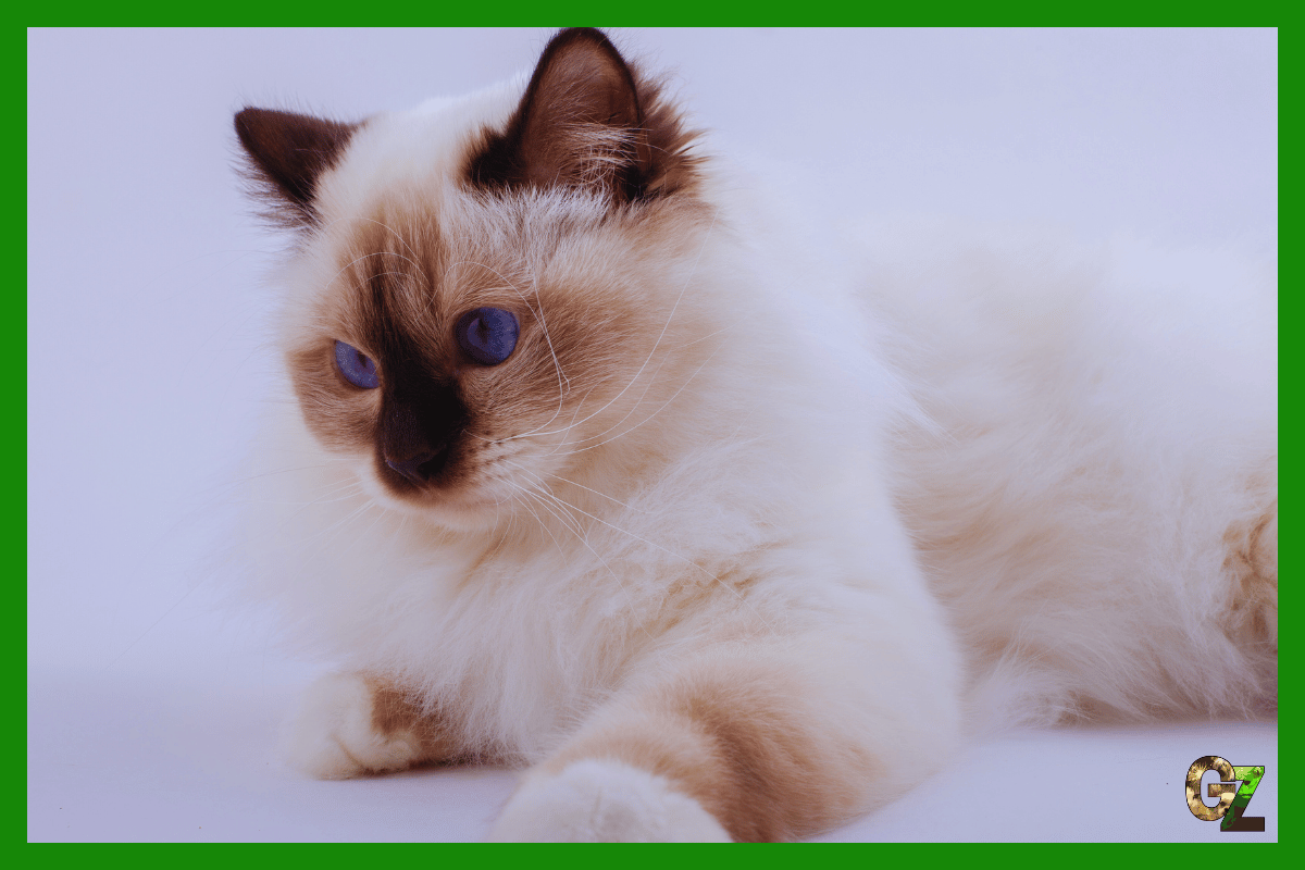 Kot birmański, biały kot na białym tle