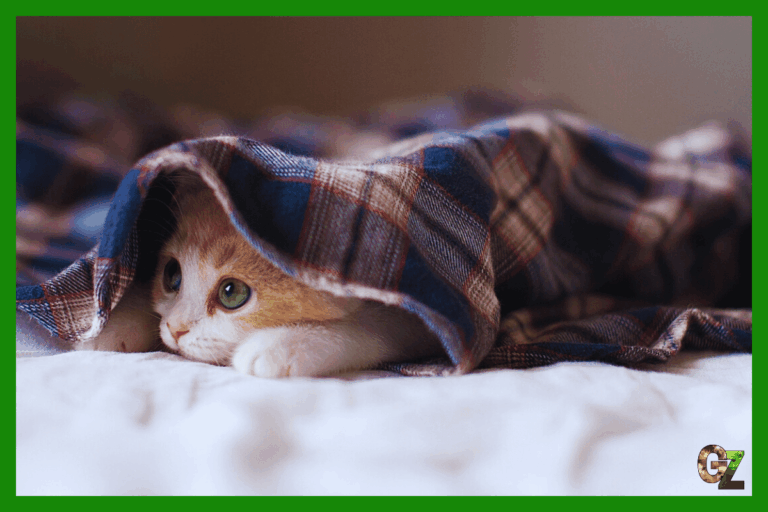 Kot nieśmiały, mały kociak pod kocem