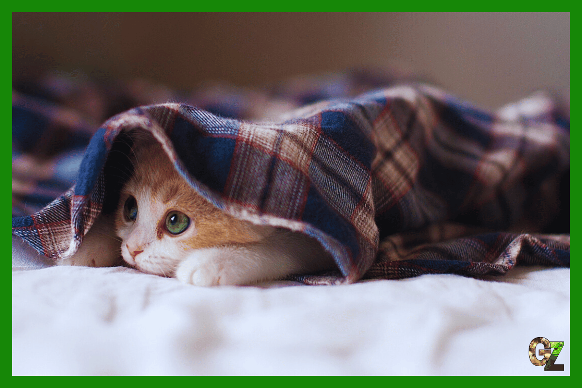 Kot nieśmiały, mały kociak pod kocem