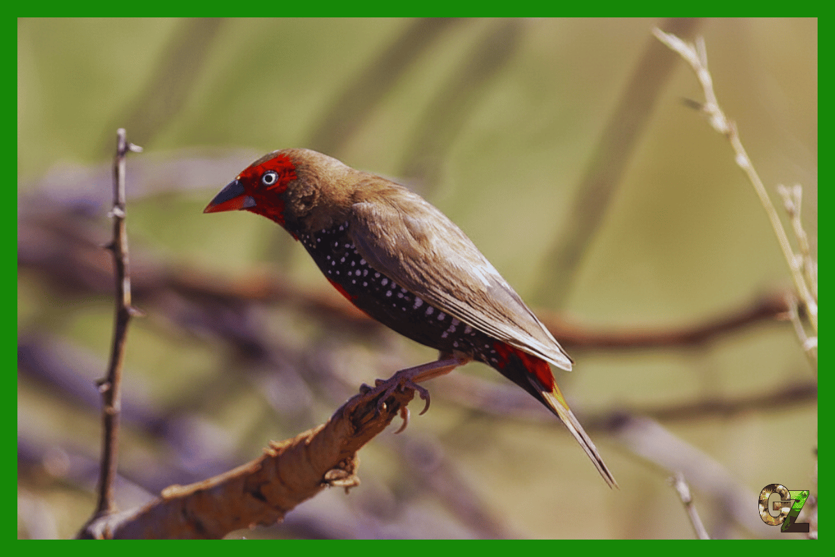 Kraśniczek czerwonolicy