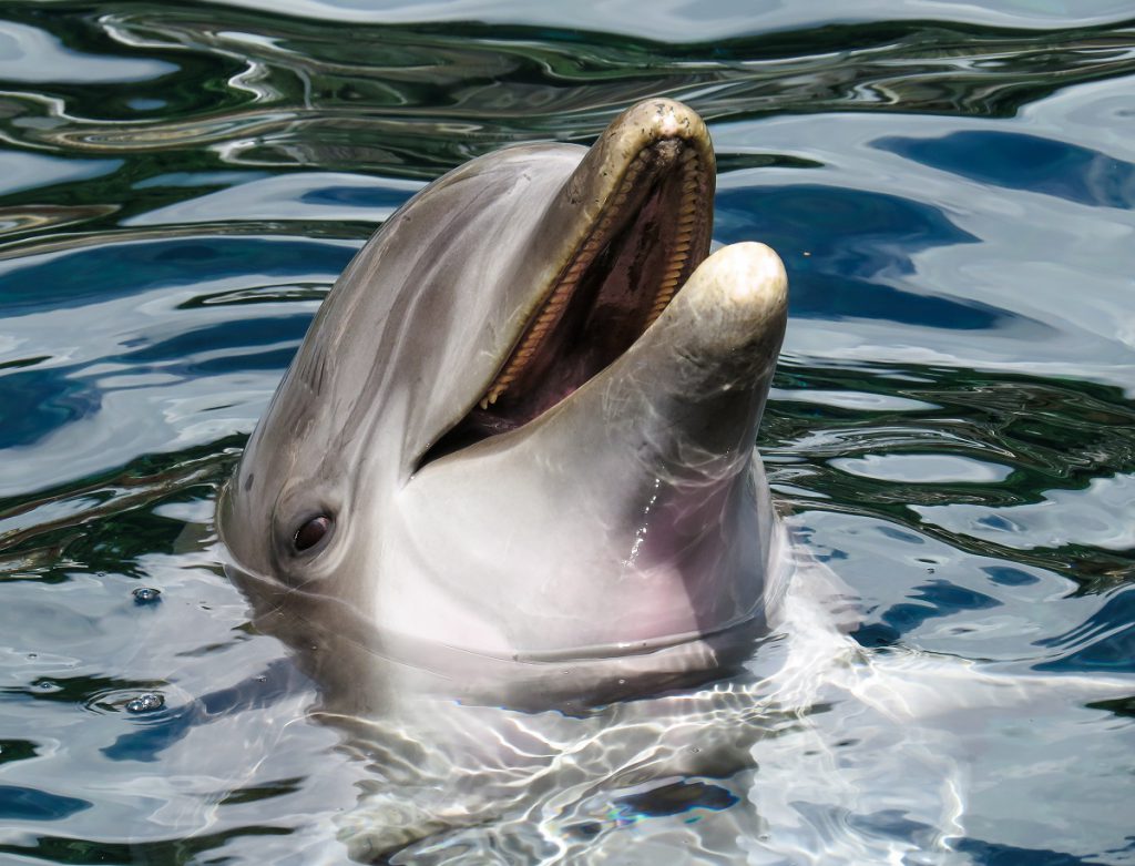Najinteligentniejsze zwierzęta świata - Delfin