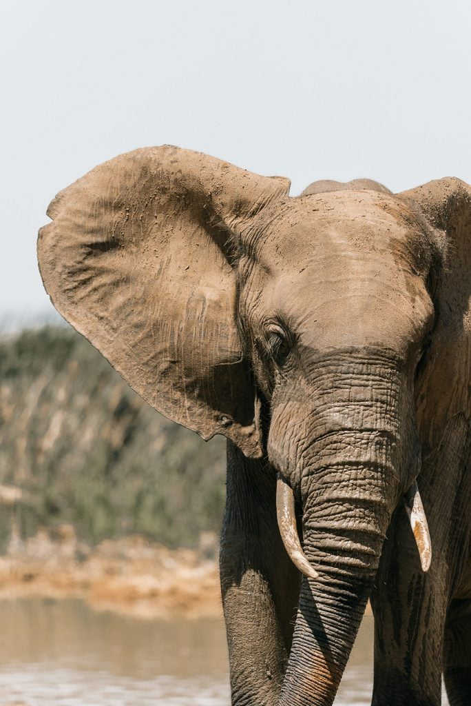 Najinteligentniejsze zwierzęta świata - Słoń