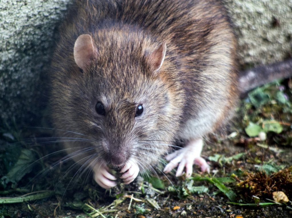 Najinteligentniejsze zwierzęta świata - Szczur