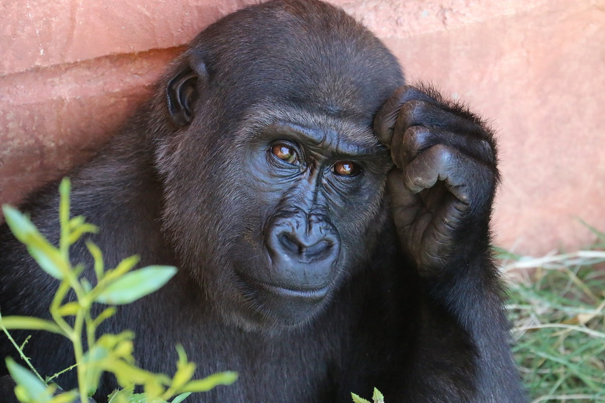 Najinteligentniejsze zwierzęta świata - Zamyślony szympans