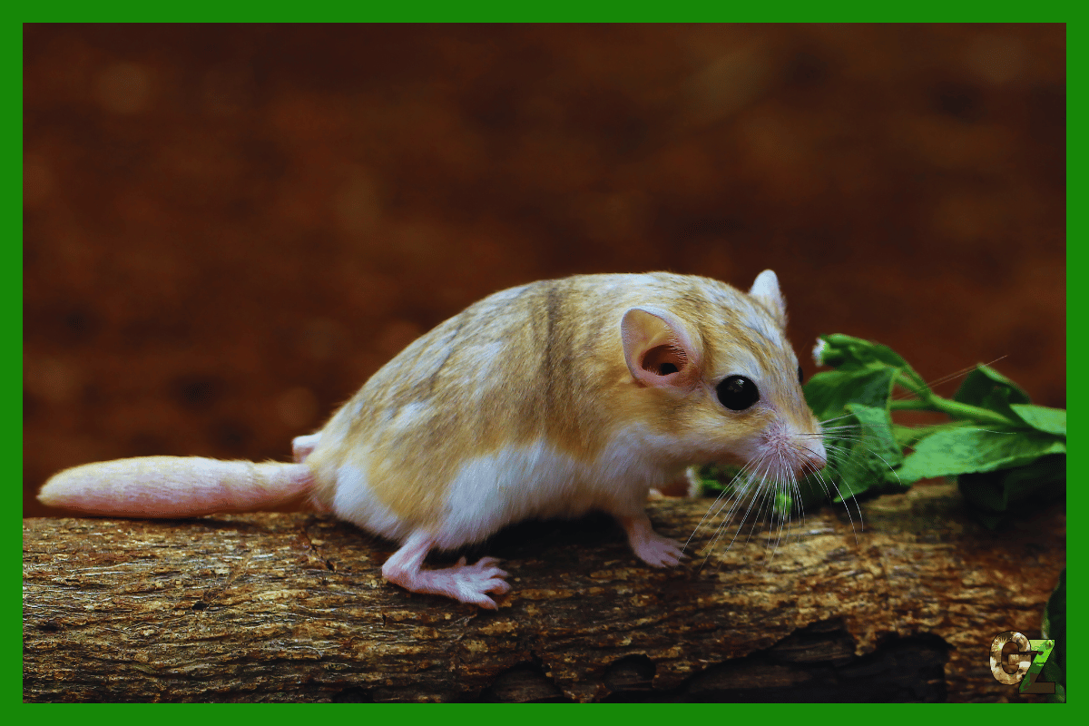 Opieka nad tłustogonem afrykańskim