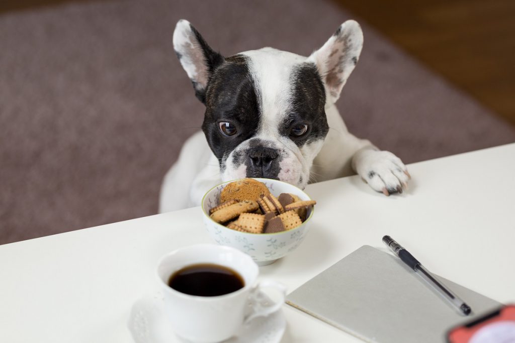 Psi smak - Pies, kawa i ciasteczka.