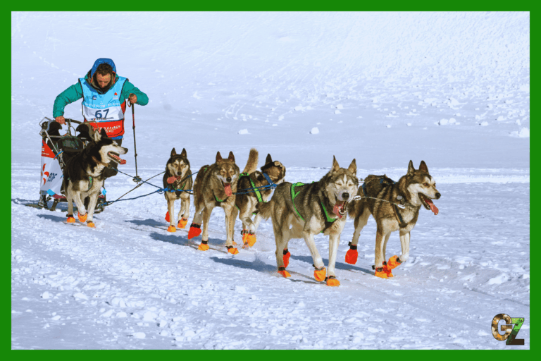 Psi zaprzęg, psy ciągną sanie z zawodnikiem numer 67