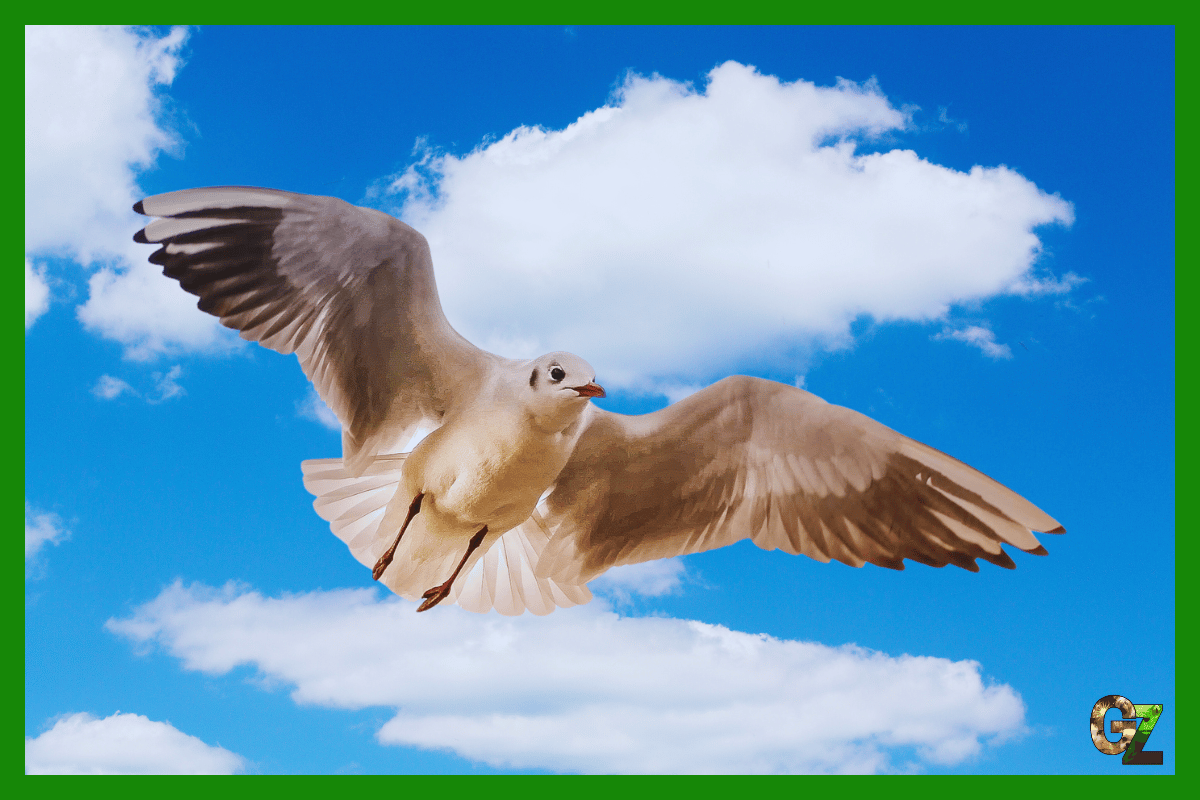 Ptasie zmysły, lecący biały ptak