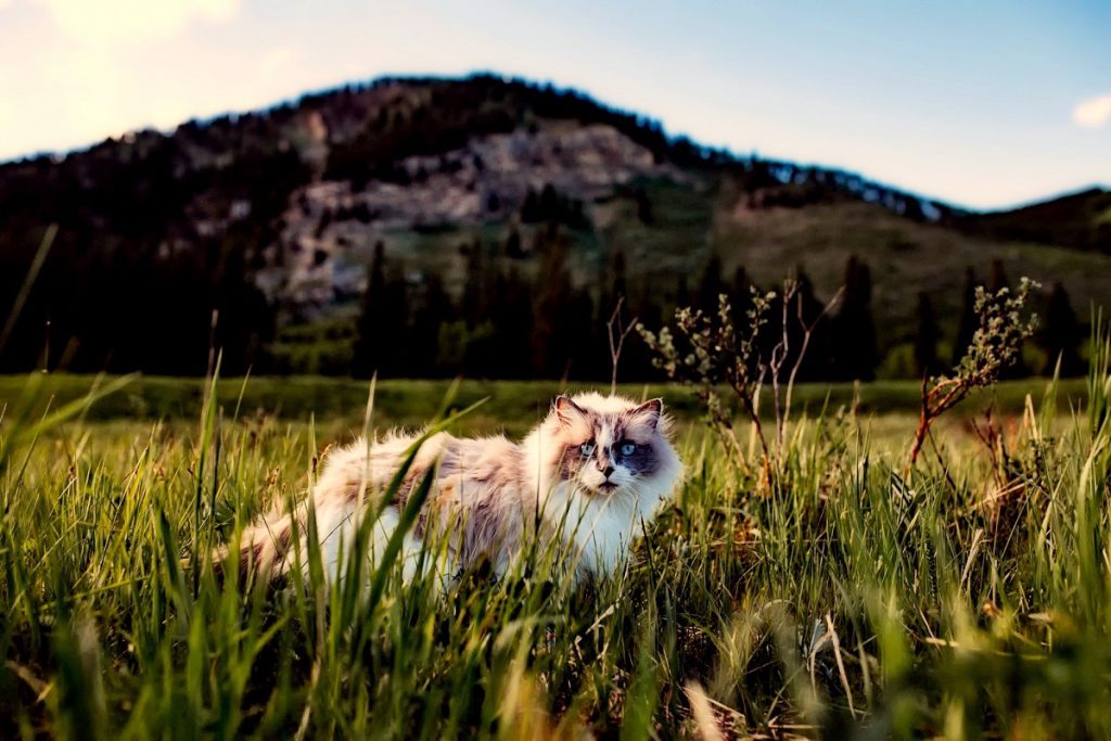 Rodowód kota - kot spacerujący po trawie.