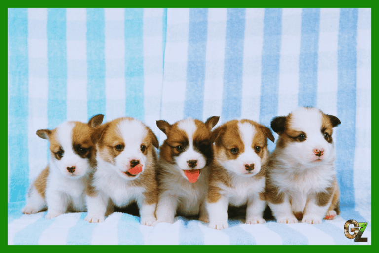 Wybór szczenięcia z miotu, pięć biało brązowych szczeniaków na biało niebieskim tle