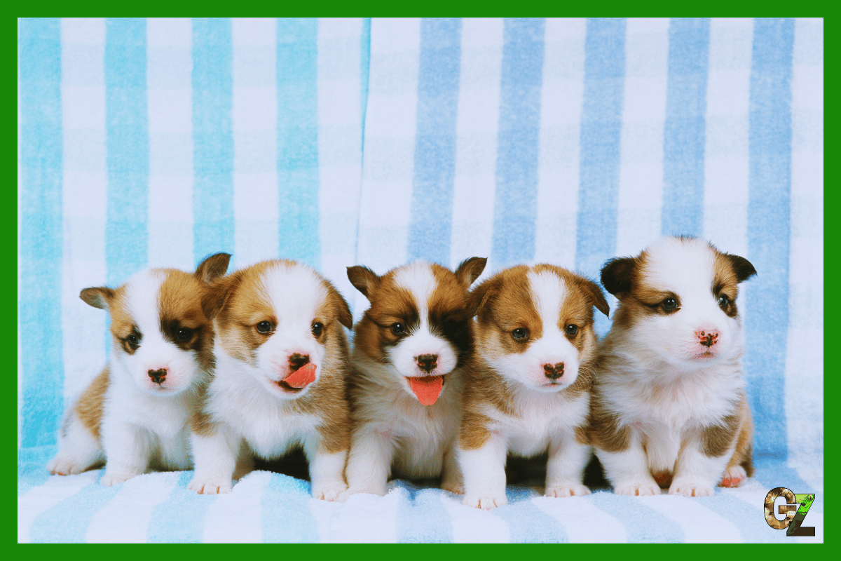 Wybór szczenięcia z miotu, pięć biało brązowych szczeniaków na biało niebieskim tle