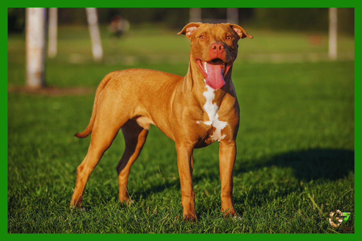Zdrowie amerykańskiego Pit Bull Terriera, stoi i patrzy się w nas