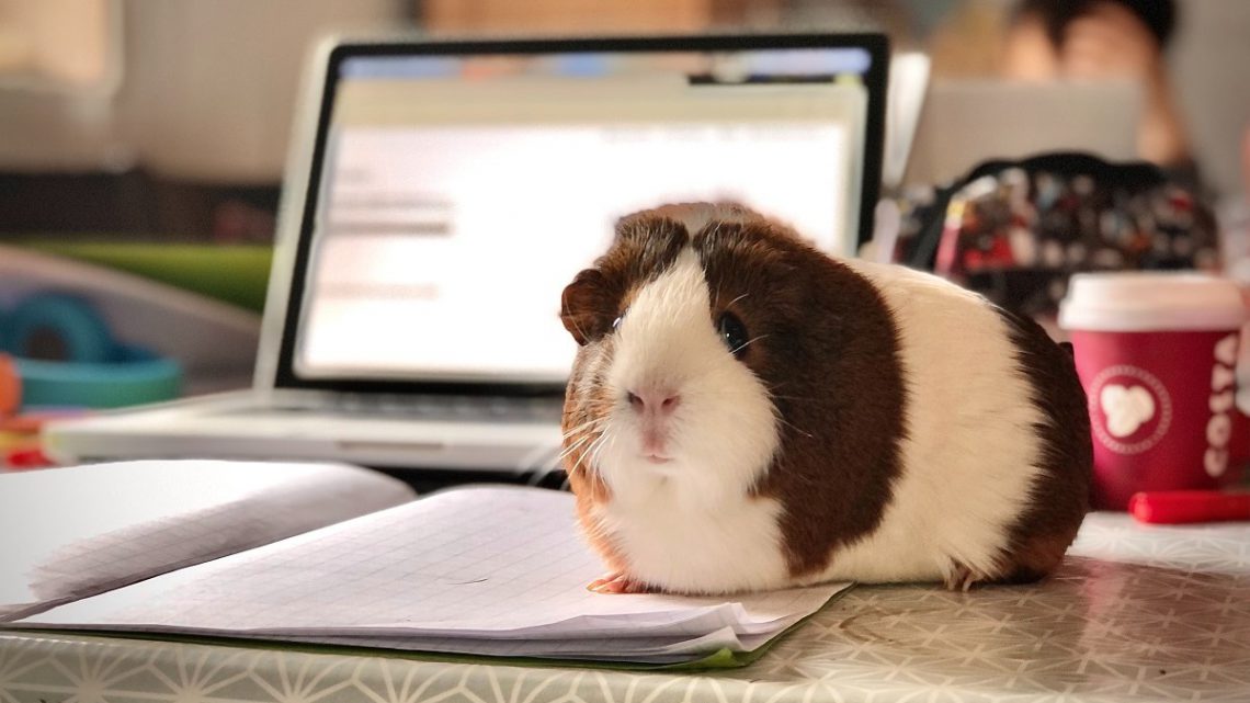 Zmysły świnki morskiej - Świnka morska siedząca obok laptopa.