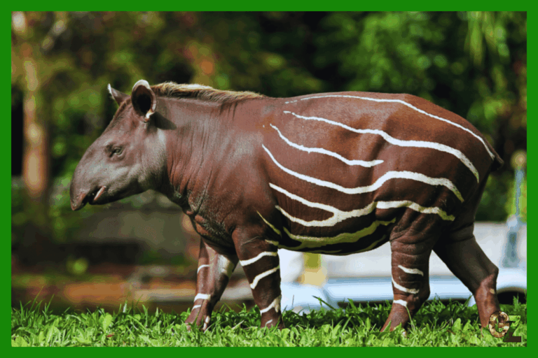 Żywienie i zdrowie nieparzystokopytnych