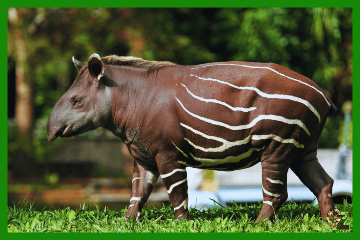 Żywienie i zdrowie nieparzystokopytnych