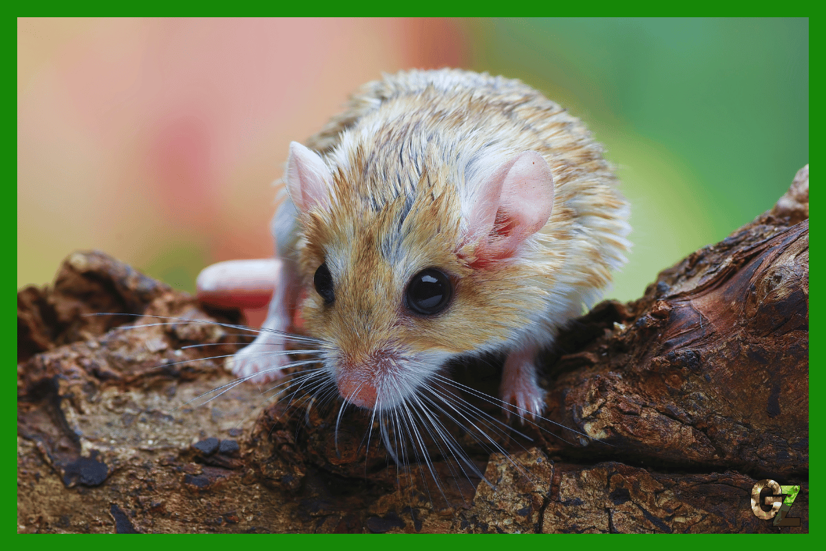 Żywienie i zdrowie tłustogona afrykańskiego, siedzi na kamieniu