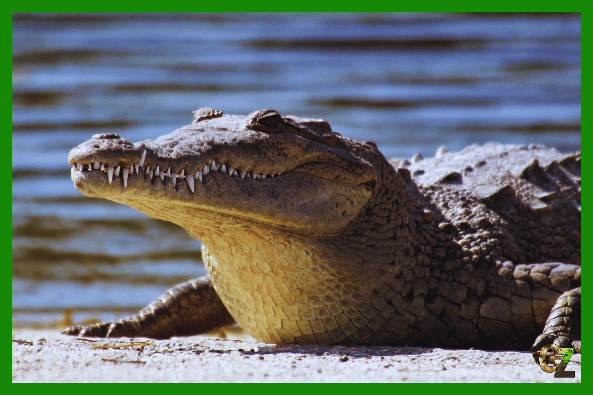 Gady - krokodyl