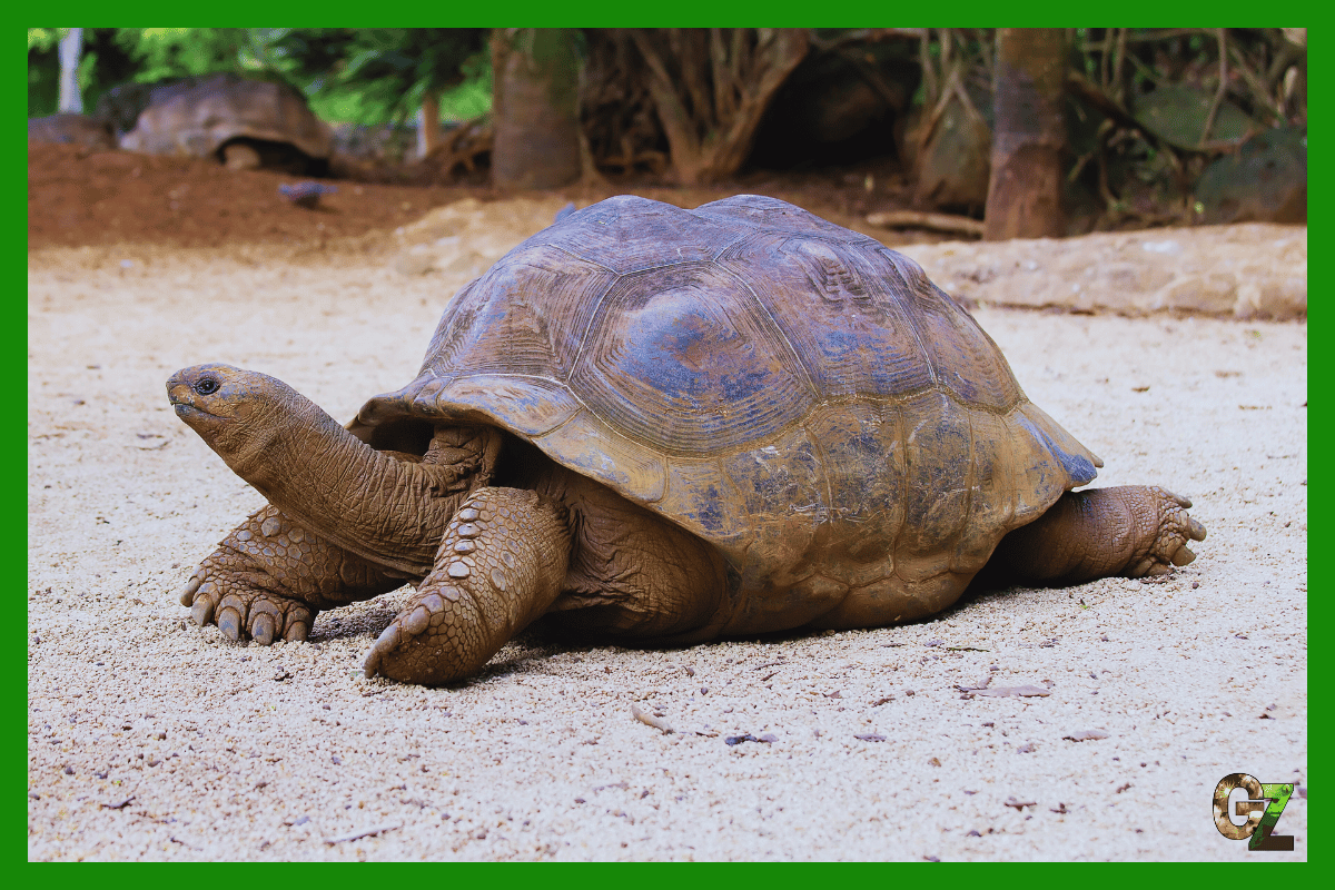 Gady - żółw lądowy