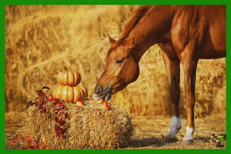 Humanitarne traktowanie zwierząt