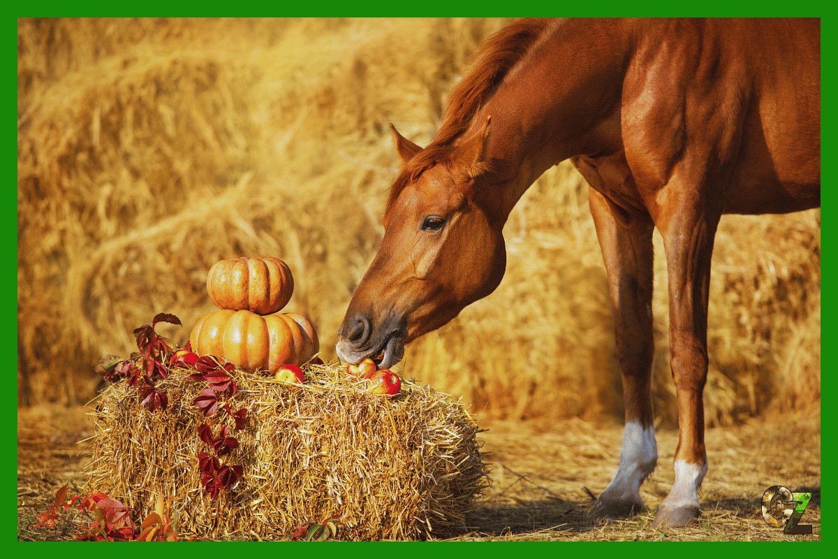 Humanitarne traktowanie zwierząt