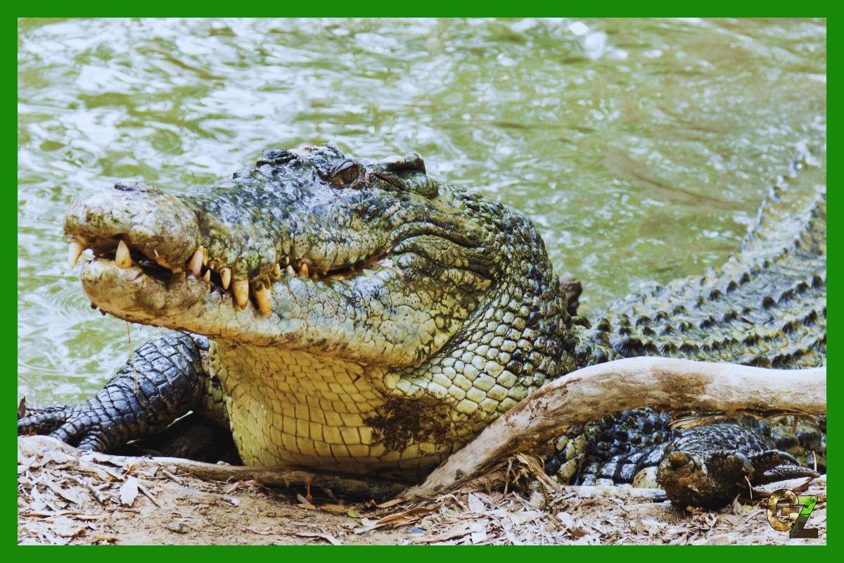 Krokodyl różańcowy