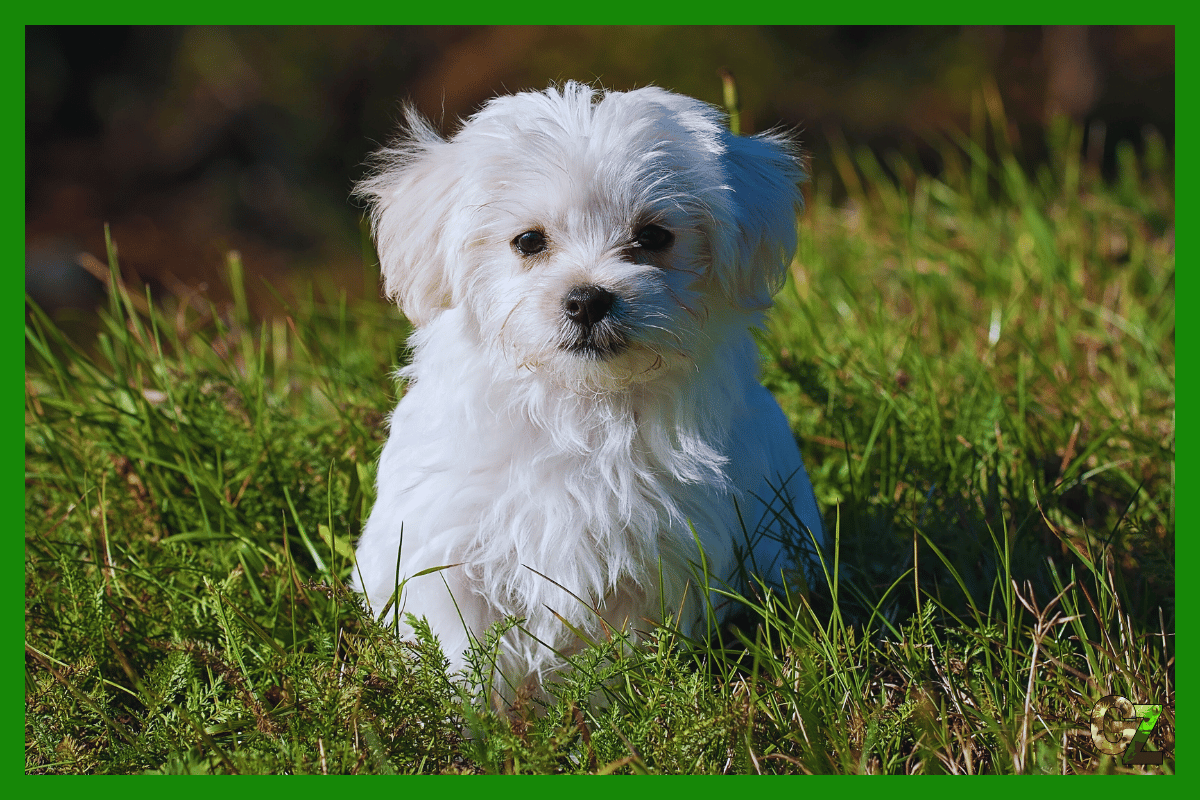 Maltańczyk, biały pies na trawie