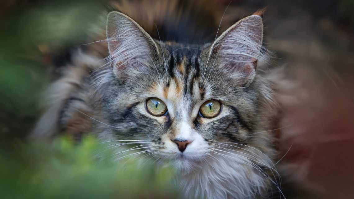Międzynarodowa Federacja Felinologiczna FIFE Międzynarodowa Federacja Felinologiczna FIFE