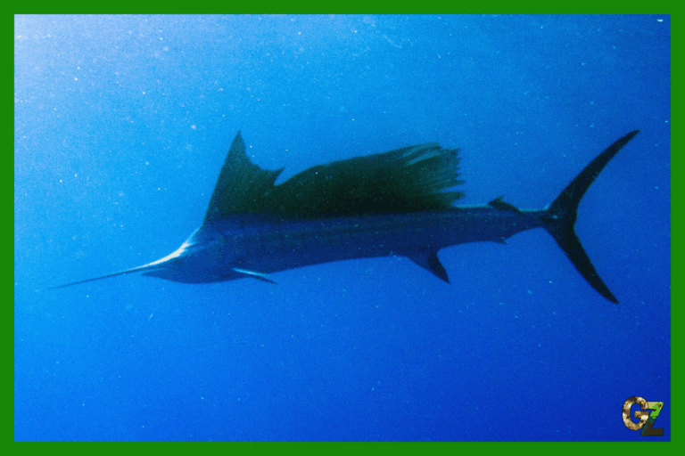 Najszybsza ryba płynie w ciemnościach