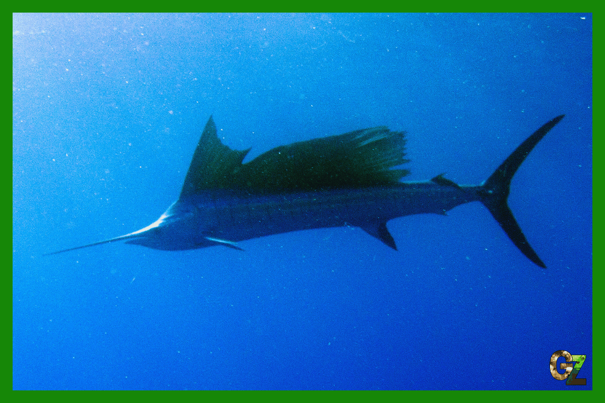 Najszybsza ryba płynie w ciemnościach