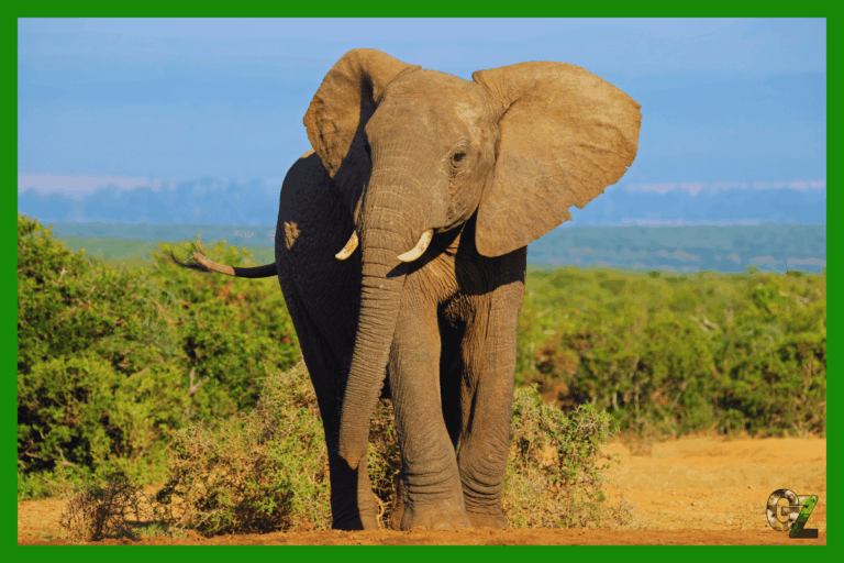 Największe zwierzęta świata - słoń