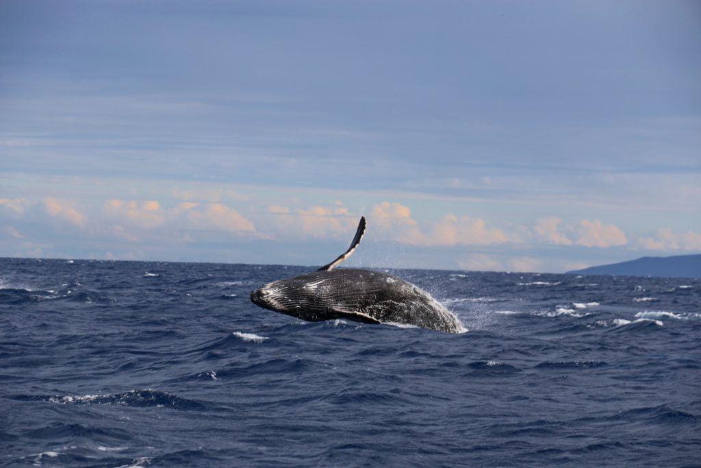 Największe zwierzęta świata - Płetwal błękitny
