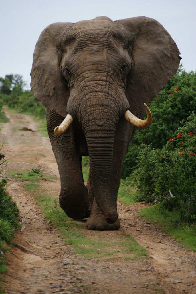 Największe zwierzęta świata - Słoń afrykański