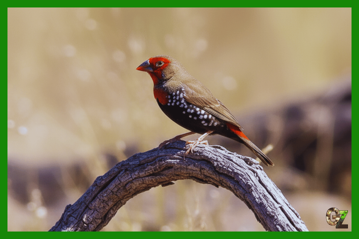 Opieka nad kraśniczkiem czerwonolicym