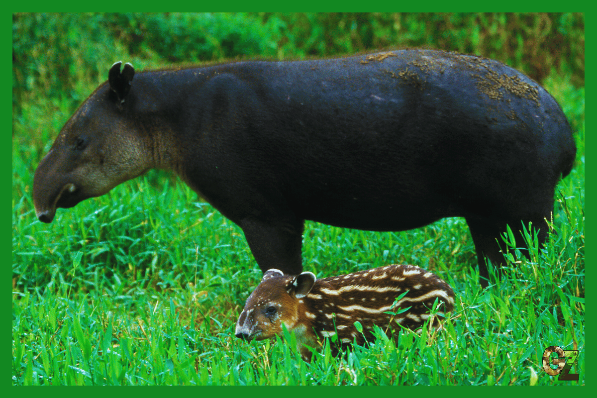 Opieka nad nieparzystokopytnymi