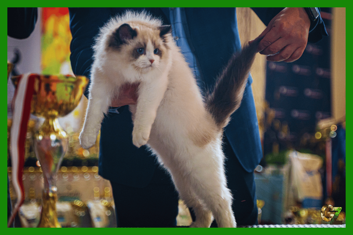 Polski Związek Felinologiczny