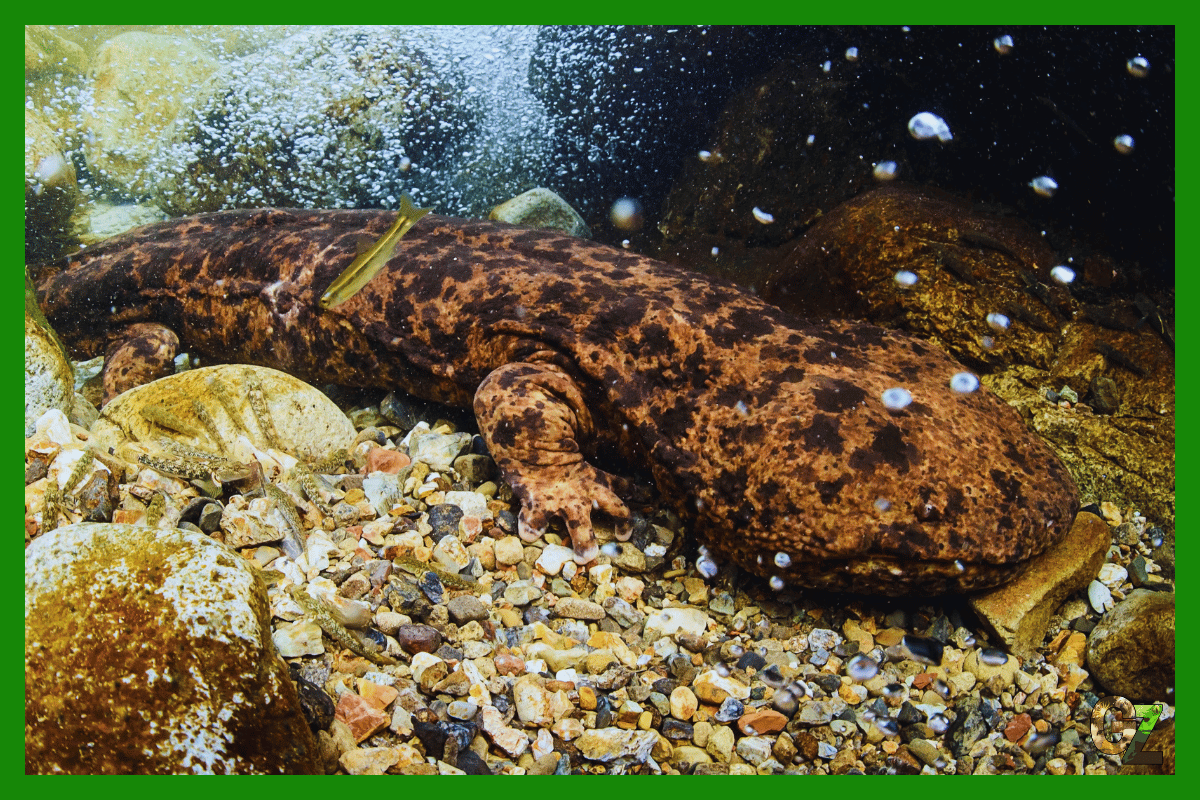 Salamandra olbrzymia