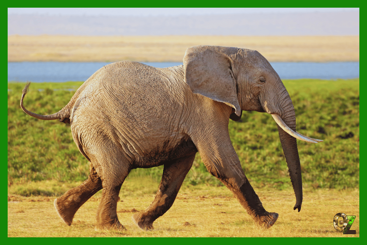 Słoń afrykański