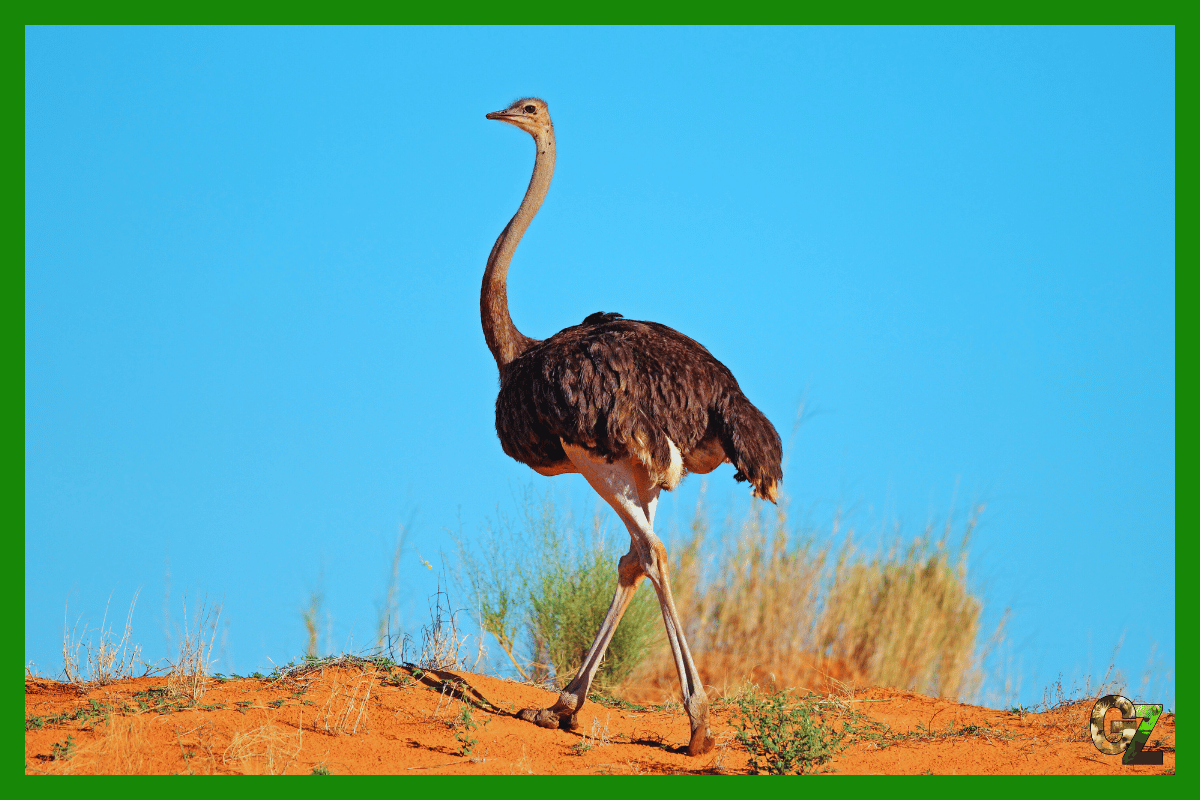 Struś afrykański