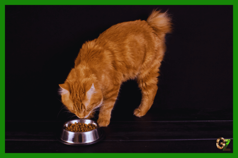 Zdrowie bobtaila kurylskiego