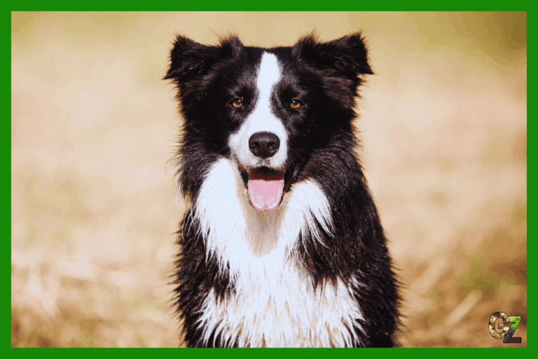 Zdrowie rasy border collie