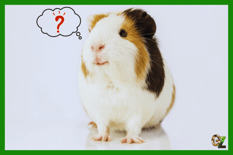 Zmysły świnki morskiej