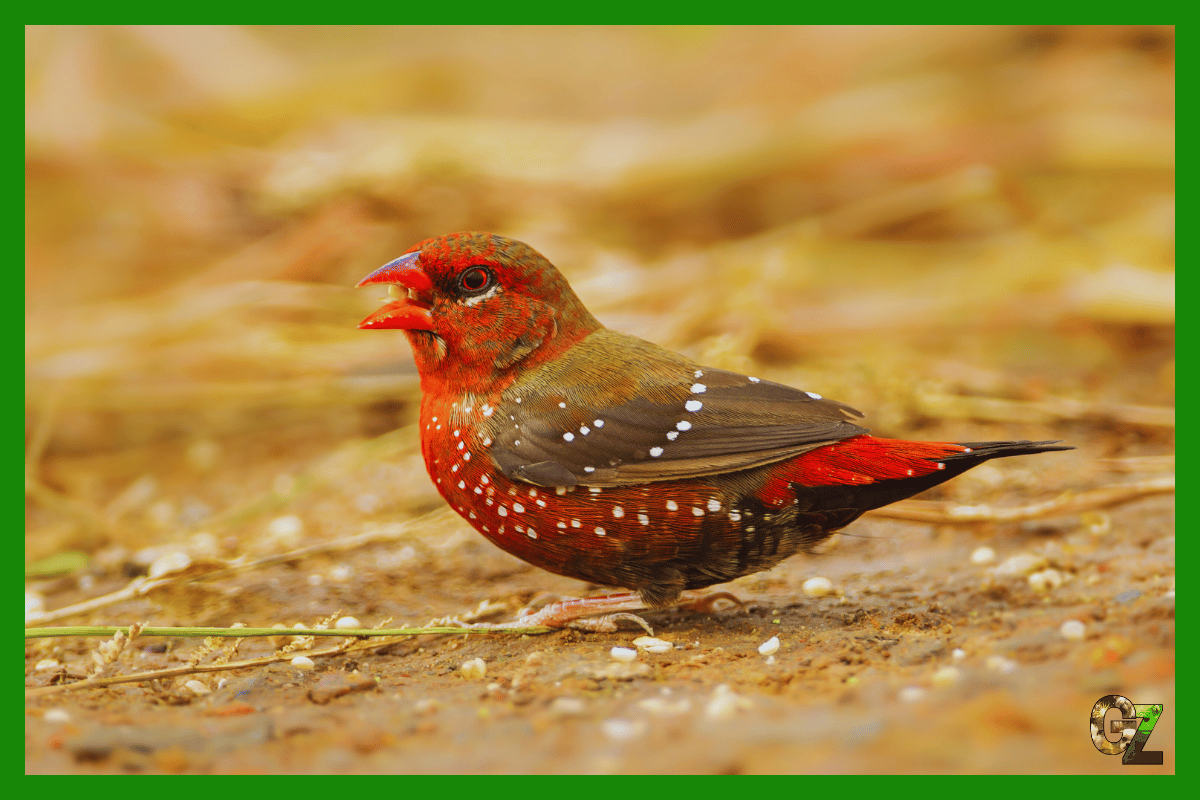Żywienie i zdrowie bengalika czerwonego