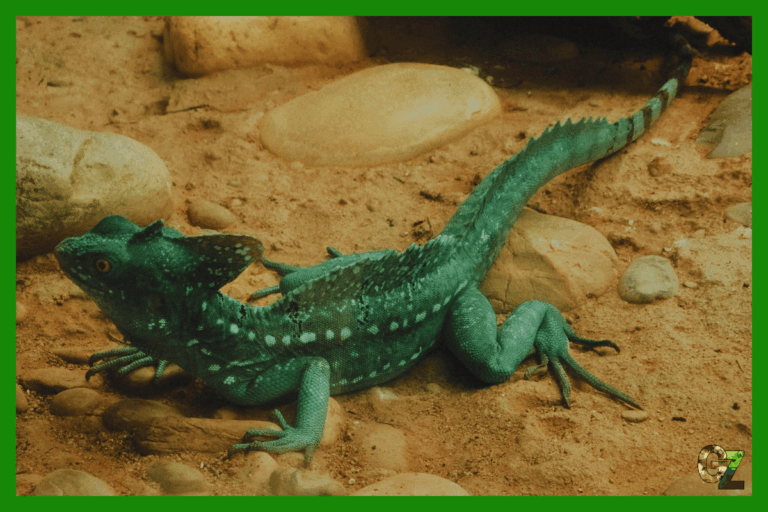 Żywienie i zdrowie gadów