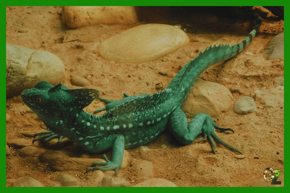 Żywienie i zdrowie gadów