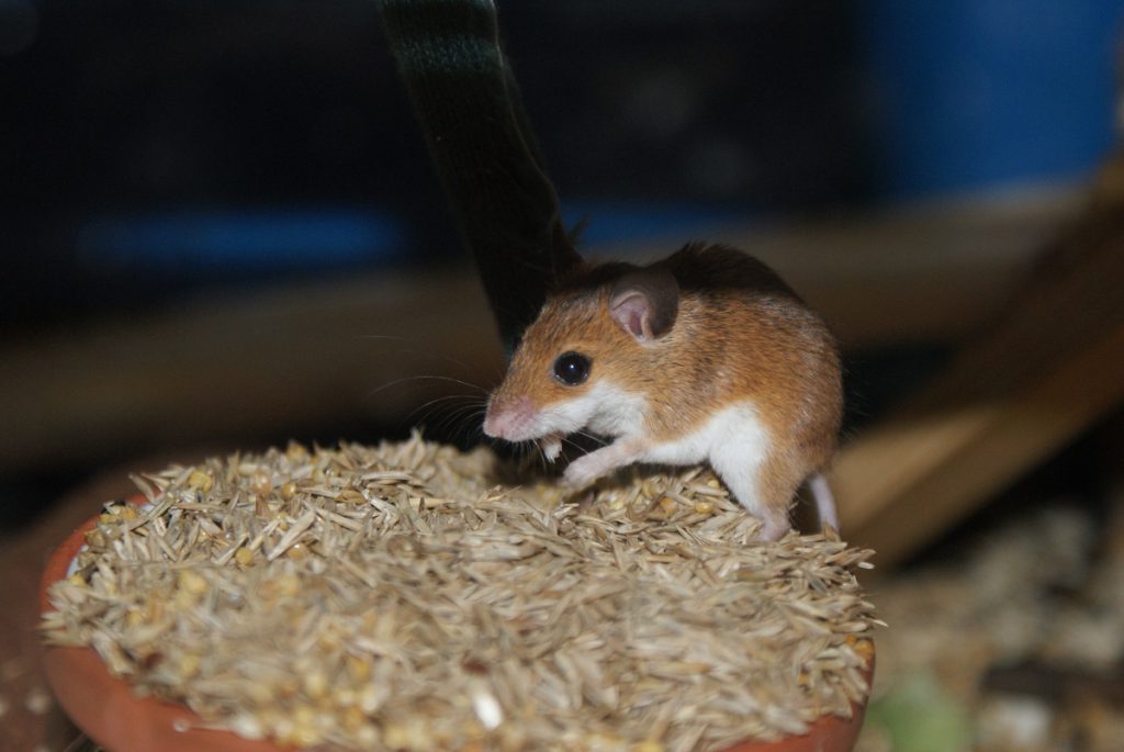 Żywienie i zdrowie subsaharyjskiej myszy