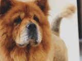 Chow chow